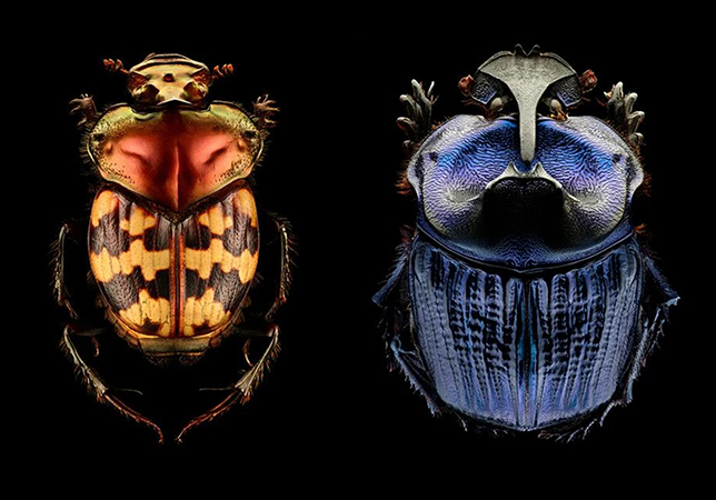 Photos from Biss’ exhibition titled Microsculpture.